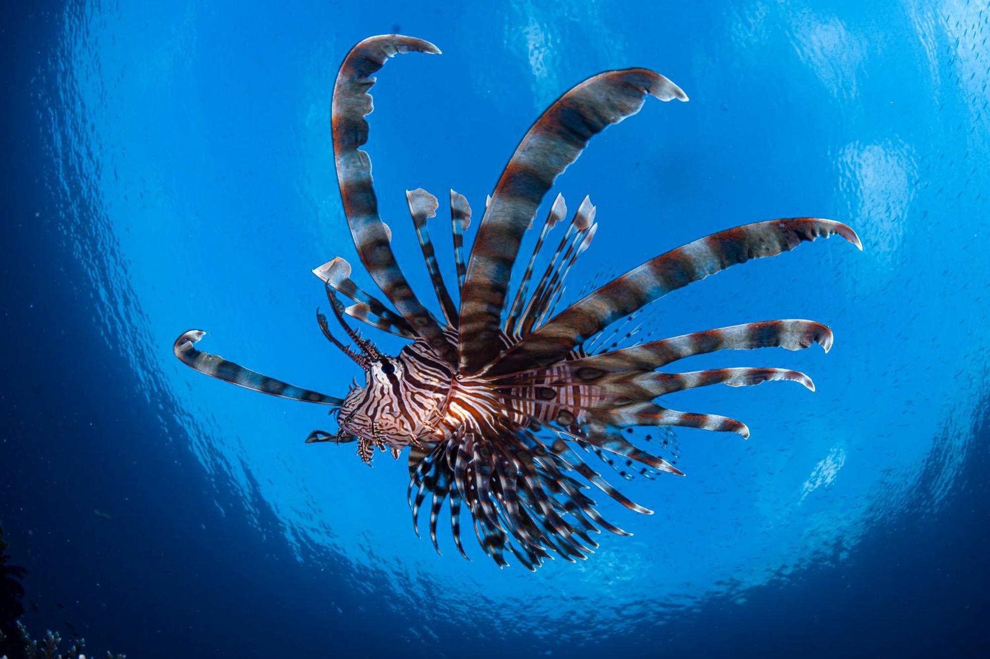 Emoha Dive Resort Santander Eksteriør bilde